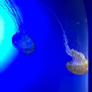 Meet your Posher, Addie